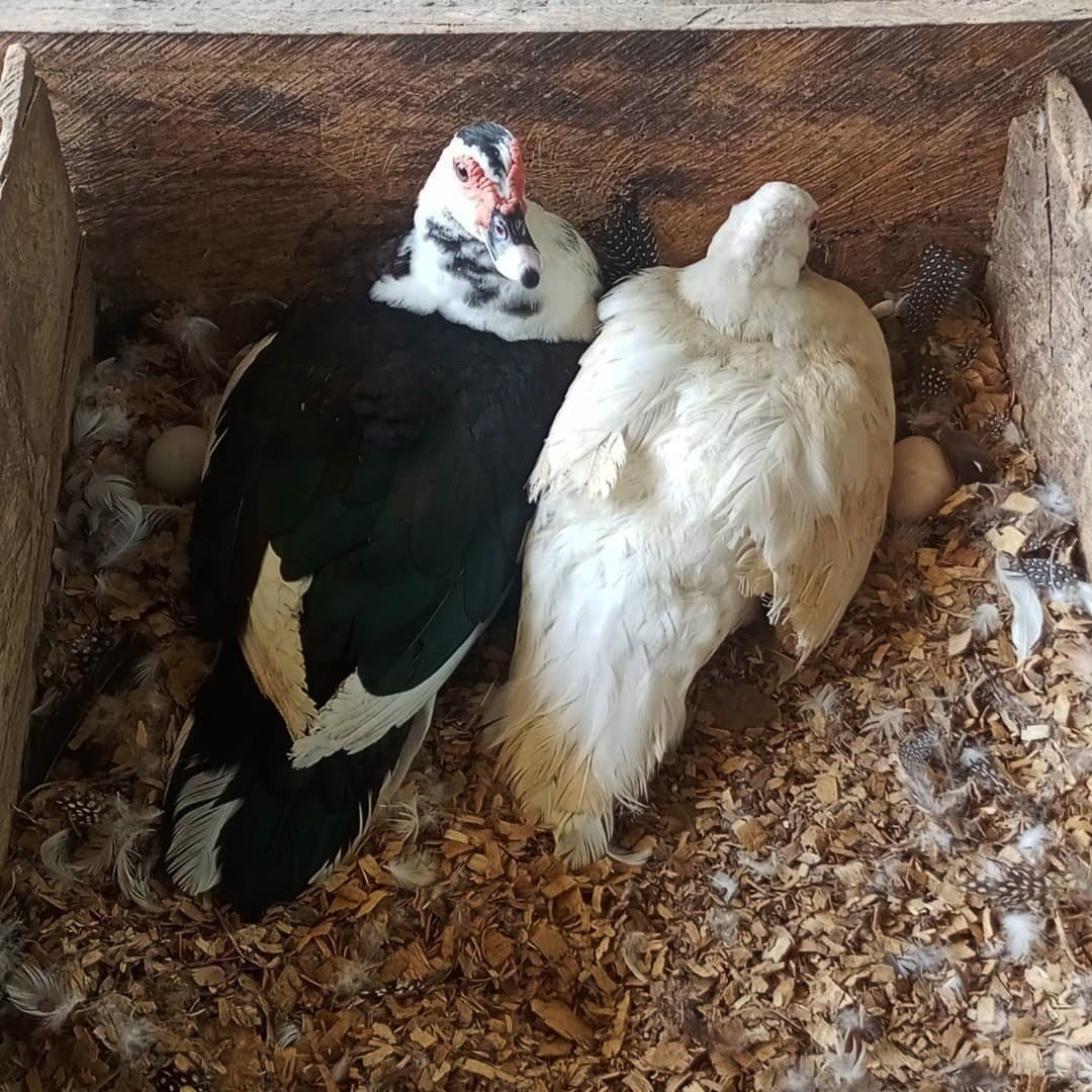Deux canards dans leur abri