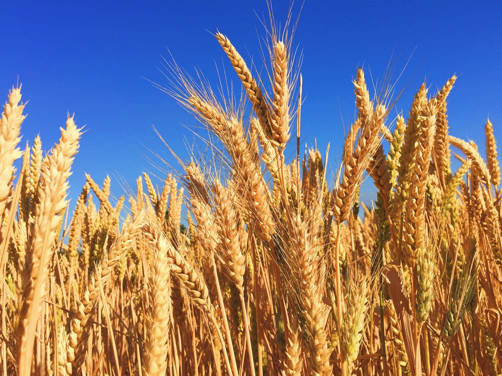 Cereal crop — illustration of plant-based ingredients