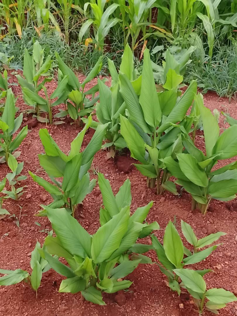 Turmeric grown at the Domaine, client-supplied photograph