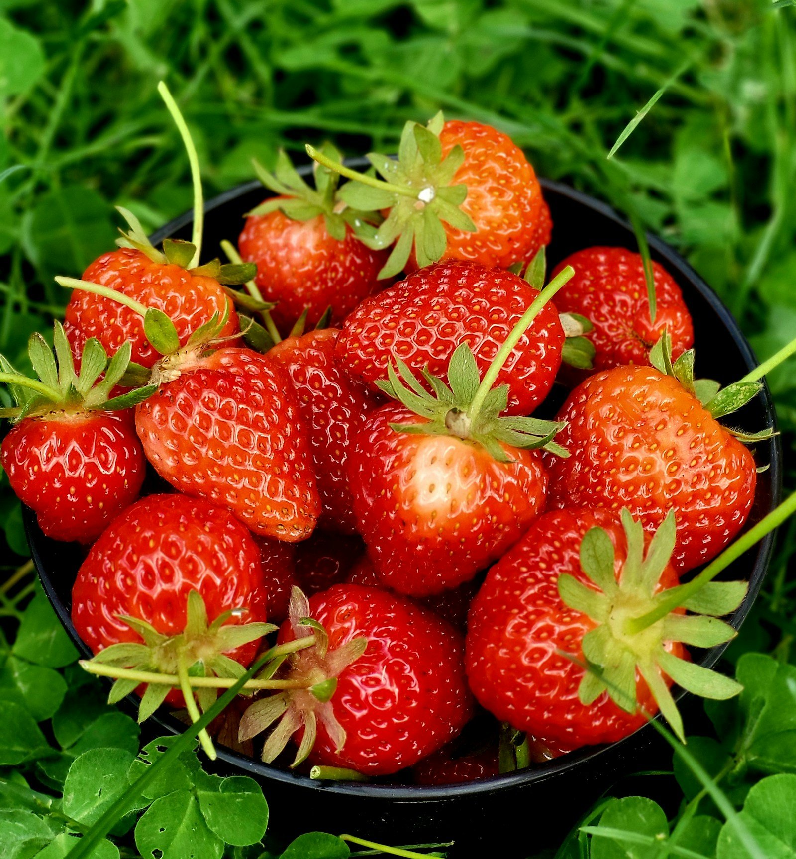 Illustration de fraises