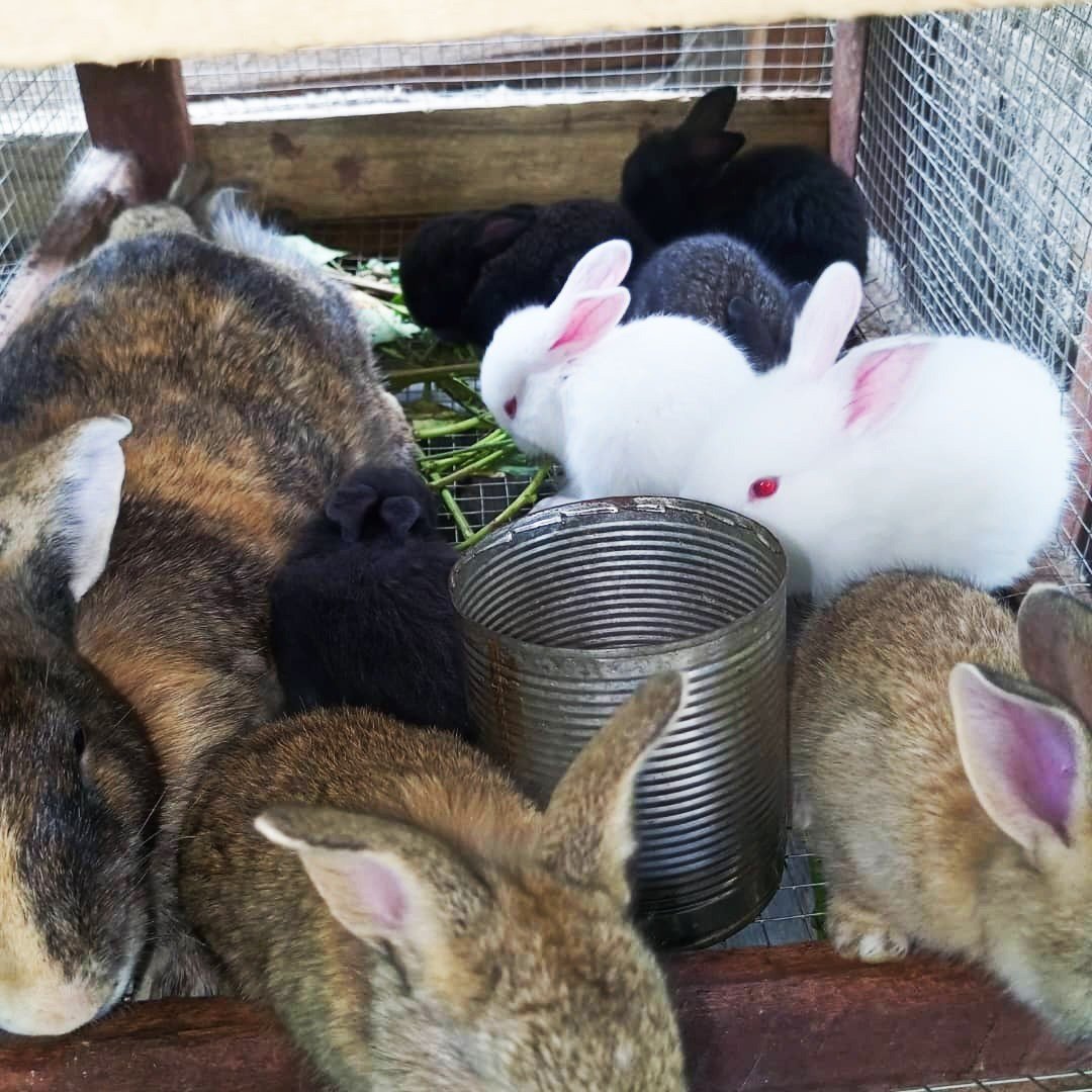 Lapins dans leur enclos