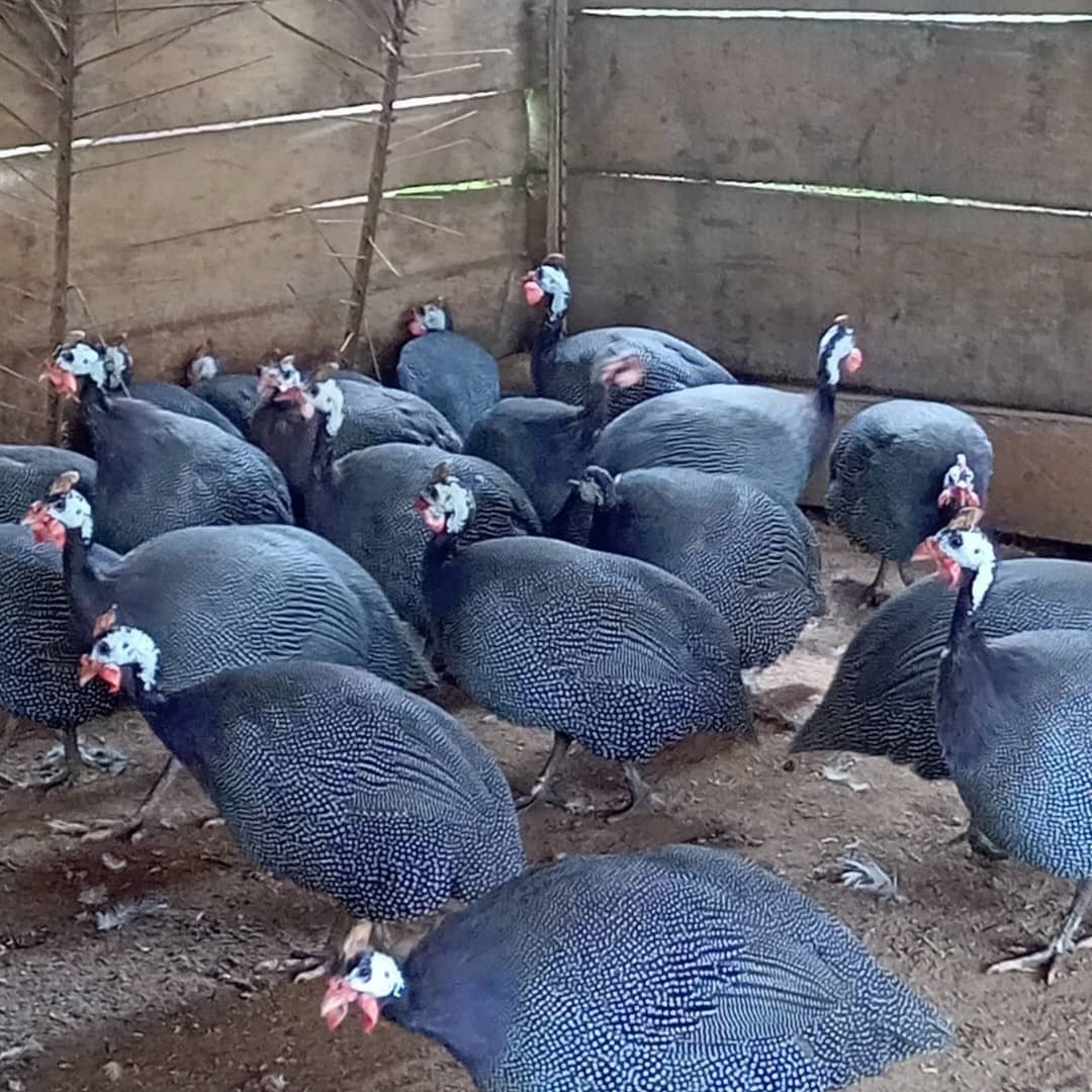 Pintades dans leur enclos