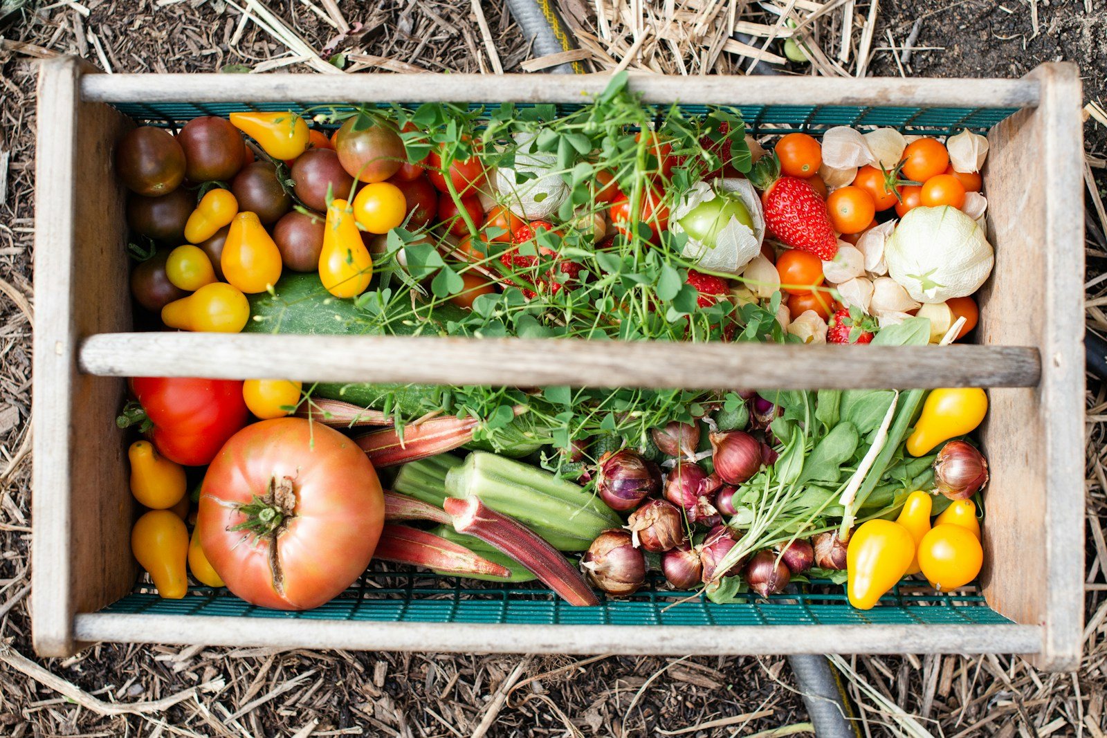 Basket of vegetables — illustrative crop photograph